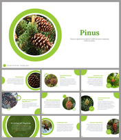 Attractive Pinus Presentation and Google Slides Themes