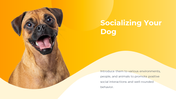 800072-dog-themed-powerpoint-template-07