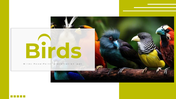 83012-birds-powerpoint-presentation-ppt-01