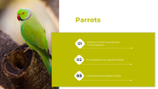 83012-birds-powerpoint-presentation-ppt-03