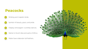 83012-birds-powerpoint-presentation-ppt-04