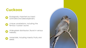 83012-birds-powerpoint-presentation-ppt-06