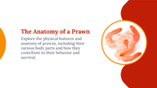 83195-prawn-presentation-ppt-slide-03