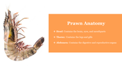 83196-prawn-powerpoint-presentation-02