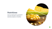 84018-benefits-of-corn-powerpoint-template-02