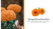 Excellent Marigold PowerPoint Slide Presentation Template