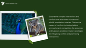 84656-world-wildlife-day-powerpoint-ppt-06