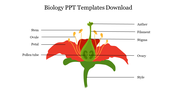 Biology diagram of a flower cross section with labeled parts of stigma, style, ovary, and pollen tube in red and green.