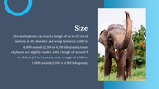 85839-elephant-template-03