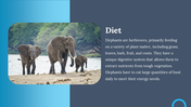 85839-elephant-template-06