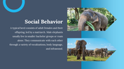 85839-elephant-template-07