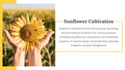 86152-sunflower-slides-03