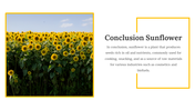 86152-sunflower-slides-07