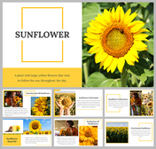 Attractive Sunflower PowerPoint and Google Slides Themes