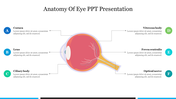 Slide illustrating the anatomy of the eye with a cross section diagram and labeled sections with placeholder text.