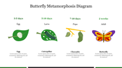 Butterfly Metamorphosis Diagram PowerPoint Template