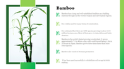 A bamboo stalk on the left framed by green bars, with a white background and text details on the right.