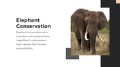 86465-elephant-ppt-presentation-02