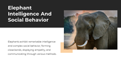 86465-elephant-ppt-presentation-04