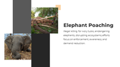 86465-elephant-ppt-presentation-07