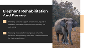 86465-elephant-ppt-presentation-08