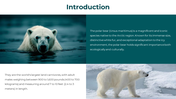 86660-polar-bear-powerpoint-template-02