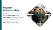 86660-polar-bear-powerpoint-template-05