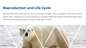 86660-polar-bear-powerpoint-template-08