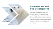 86660-polar-bear-powerpoint-template-09