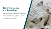 86660-polar-bear-powerpoint-template-10