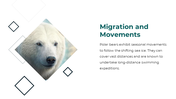 86660-polar-bear-powerpoint-template-11