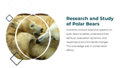 86660-polar-bear-powerpoint-template-16