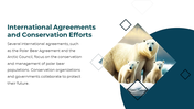 86660-polar-bear-powerpoint-template-19