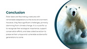 86660-polar-bear-powerpoint-template-20