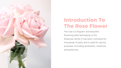 87020-rose-flower-ppt-02