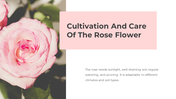 87020-rose-flower-ppt-05