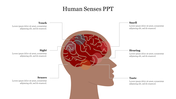 Effective Human Senses PPT PowerPoint Presentation Slide 