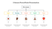 5 Senses PowerPoint Presentation Template &amp; Google Slides