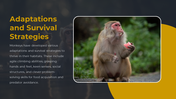 87851-monkey-ppt-05