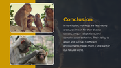 87851-monkey-ppt-06