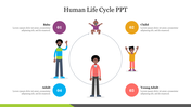 Human life cycle diagram slide showing four stages baby, child, young adult, and adult, with corresponding icons and text.