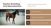 88540-horse-google-slides-template-12