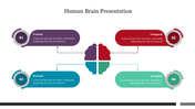 Brain illustration segmented into four color-coded areas with descriptions from frontal, to occipital regions.