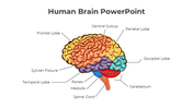 Colorful diagram of the human brain slide with labels for various parts.