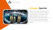 89218-penguin-powerpoint-template-02