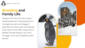 89218-penguin-powerpoint-template-05