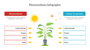 Effective Photosynthesis Infographic Presentation Slide 