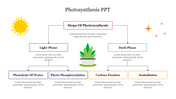 Flowchart of photosynthesis with a plant in the center, sun, stars, and two phases leading to four processes at the bottom.