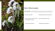 Informative Myco Heterotrophs PowerPoint Download Slide