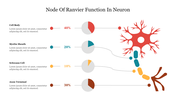 Illustration of the node of Ranvier function in a neuron, showing labeled components of it, with pie charts and percentages.